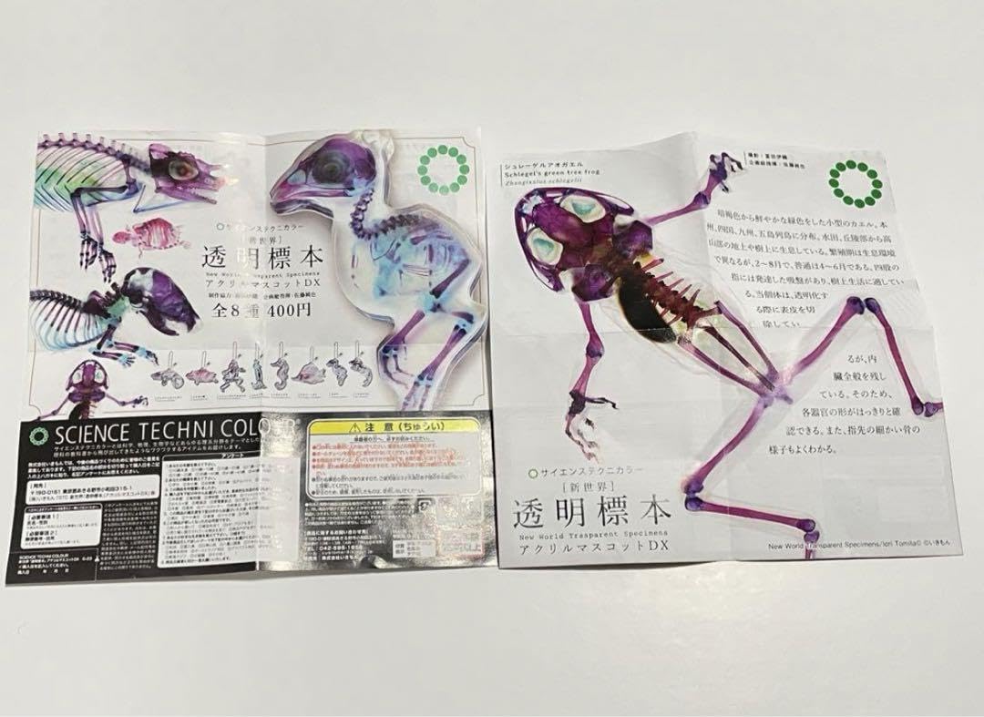 Amazon | 透明骨格標本 ガチャ アクリルキーホルダー カエル