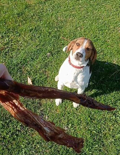 Lucze, Pferdesehnen für Hunde, 1kg, Hypoallergenes Hundefutter, Kauartikel Hund vom Pferd, Getreocknete Sehnen 100% natürlich, Tiernahrung ohne Chemie, Eigenherstellung