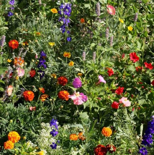 Outsidepride Deer Proof Wildflower Seed Mix - 1 lb. Colorful Blend of Easy to Grow Drought-Tolerant Annual & Perennial Wildflower Seeds for a Deer-Free Vibrant Meadow & Pollinator-Friendly Garden