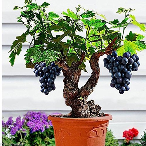 See full amazon price history chart for Creative Farmer Bonsai Suitable Fruit Seeds Grape Seeds For Planting Juicy Kitchen Garden Bonsai Suitable Fruit Seeds Pack Creative Farmer Bonsai Suitable Fruit Seeds Grape Seeds For Planting Juicy Kitchen Garden Bonsai Suitable Fruit Seeds Pack (B075QF6MX7) Amazon Price History, Amazon Price Tracker