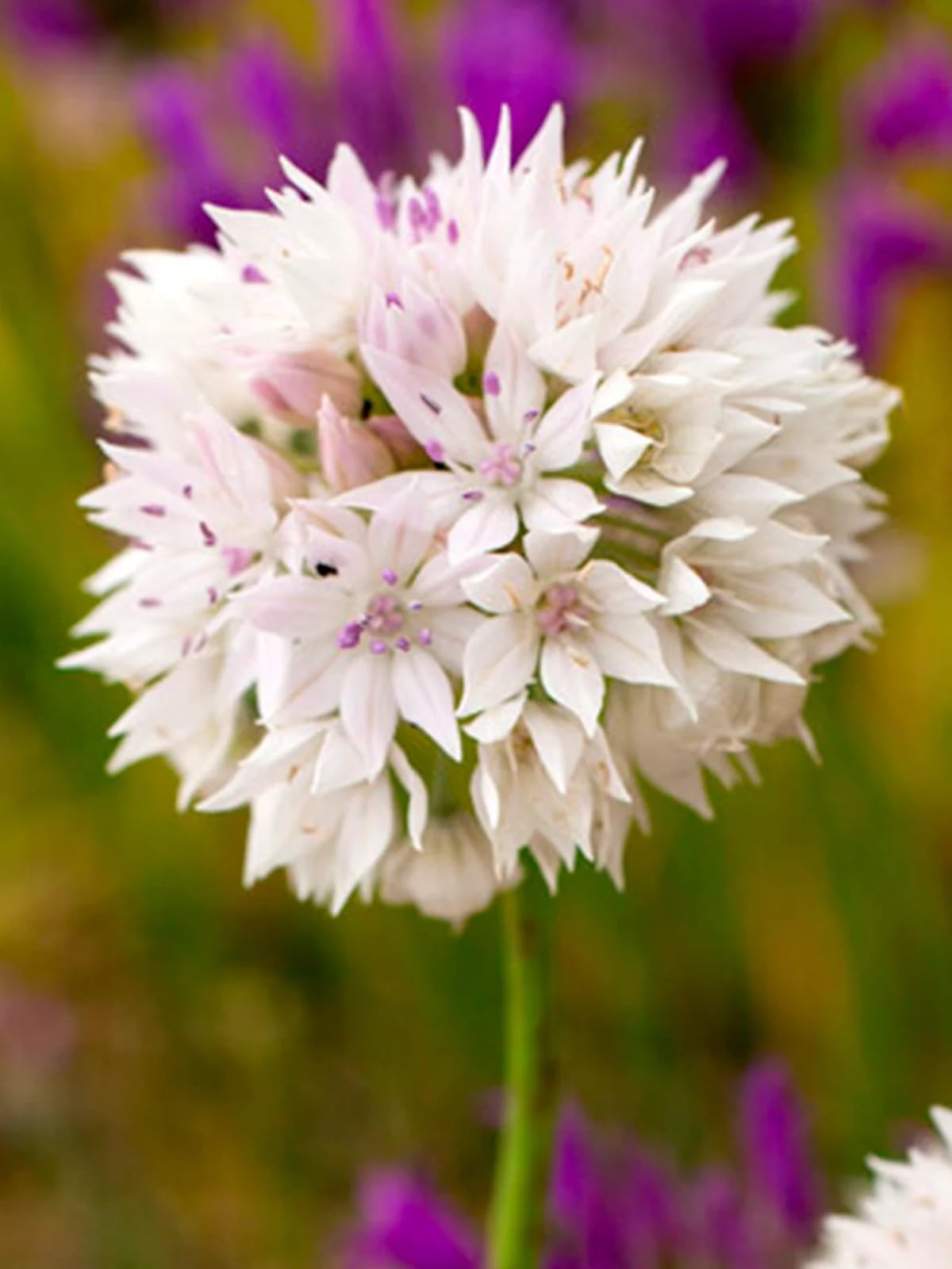 Stunning Allium Bulbs Mix for Planting Now UK/Good for Containers/Natural Organic/Greening Flower/Strong Plants That Grow Well/Cut Flowers/Wedding Flowers.-10bulbs-D