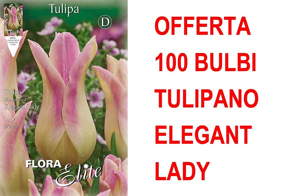 OFFERTA 100 BULBI TULIPANO FIOR DI GIGLIO ELEGANT LADY BULBS