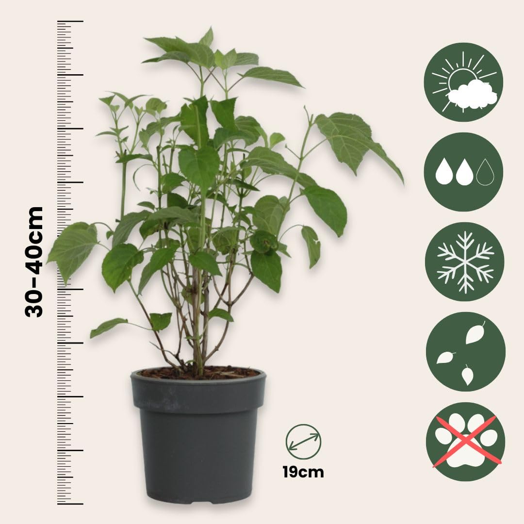 Plant in a Box - Hortensia Strong Annabelle - Set de 3 - Hortensia - Arbusto Deciduo Fuerte y Resistente al Invierno - Maceta 19cm - Altura 30-40cm