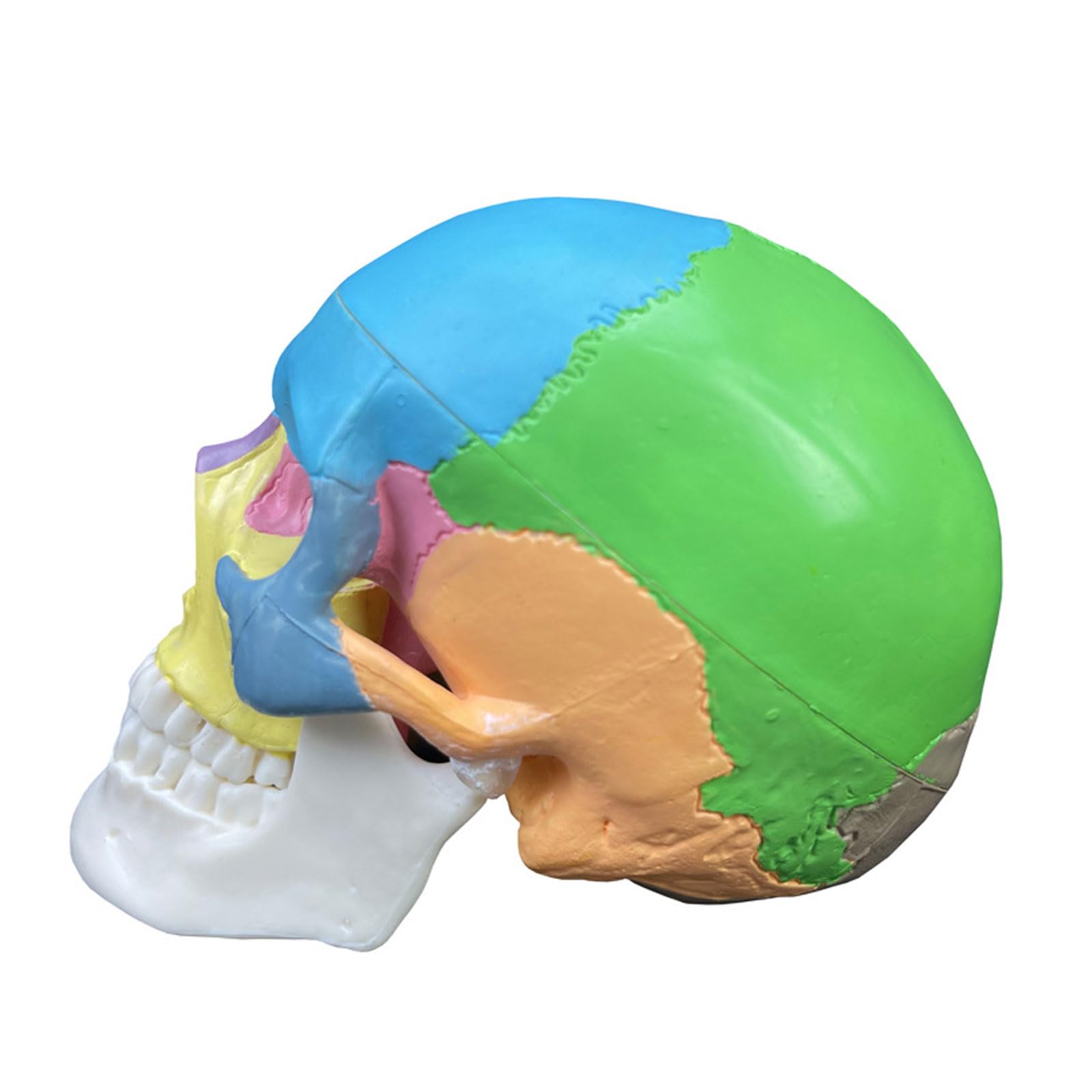 Miniaturowy Kolorowy Czaszka Anatomiczny Model Anatomiczny Nauczanie Anatomii Szkielet Głowa Medyczny Model Demonstracyjny Artykuły Laboratoryjne Stomatologiczne