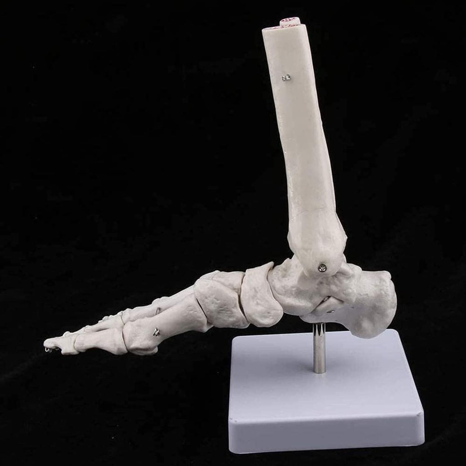 Modelo anatómico de anatomía, tamaño Natural, Esqueleto del pie Humano, anatomía, Modelo de cirugía de Tobillo y pie para Fines educativos.