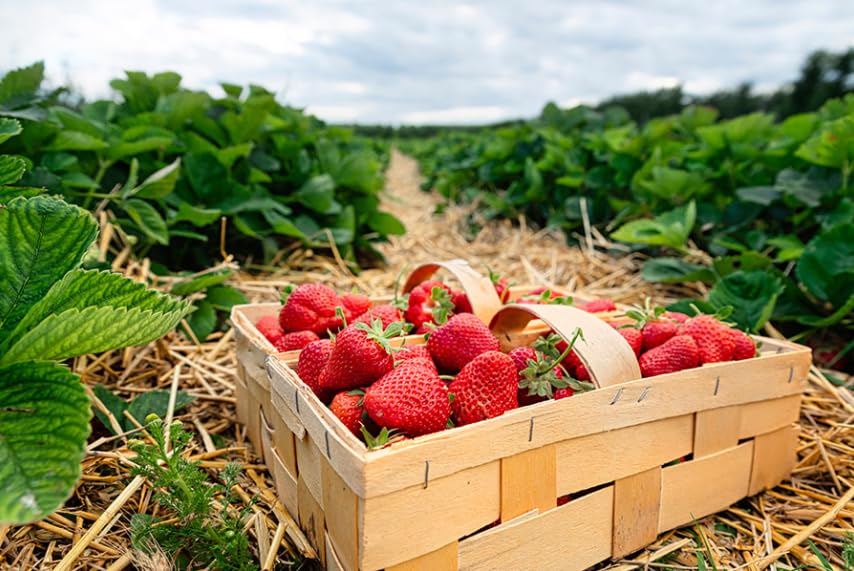 Erdbeeren Dnger Fr Walderdbeeren Beeren Obst Erdbeere Fragaria 40m2 NPK  1kg : Amazon.de: Garten