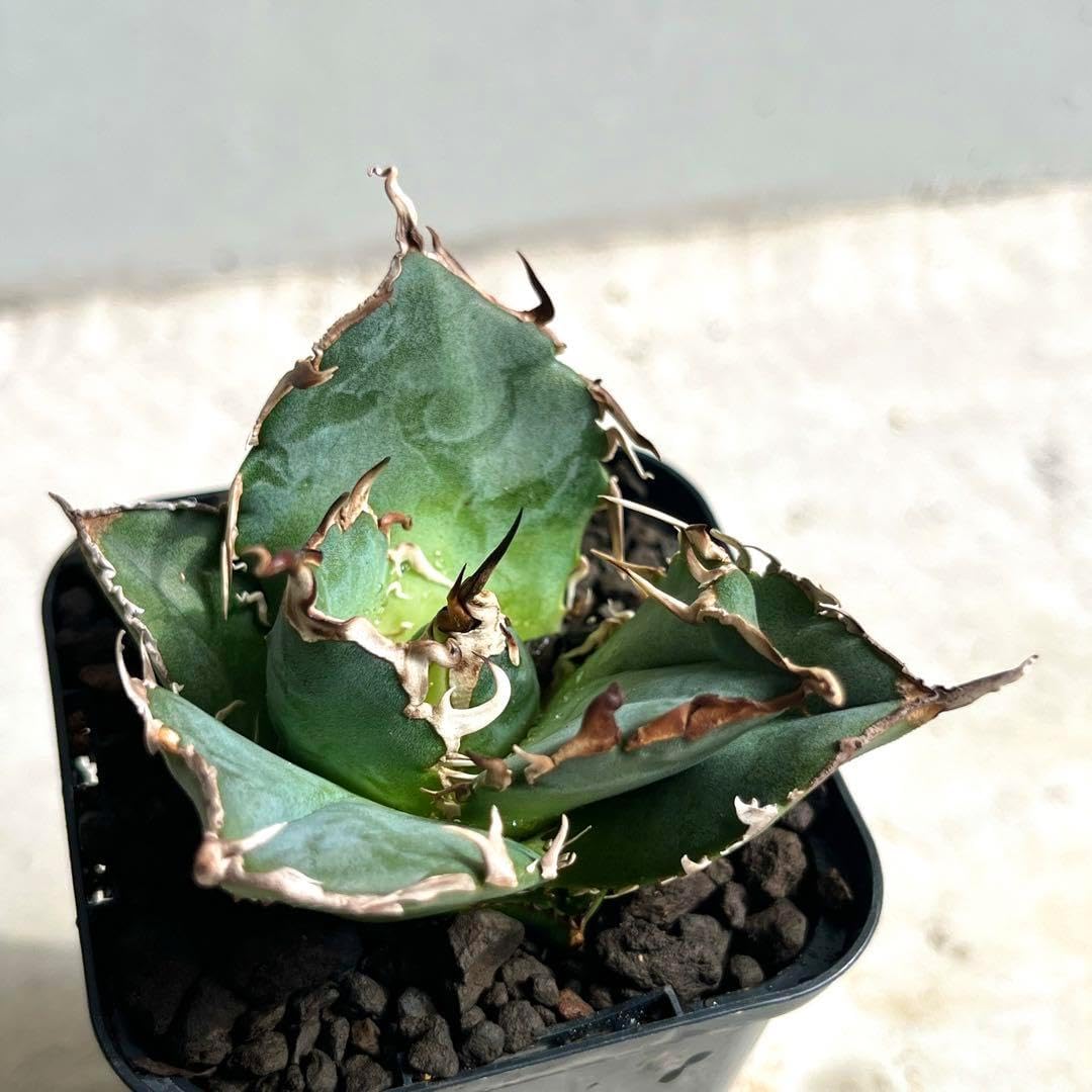 アガベ レオブライト 61番 幹上がり 根上り 観葉植物 ドライガーデン