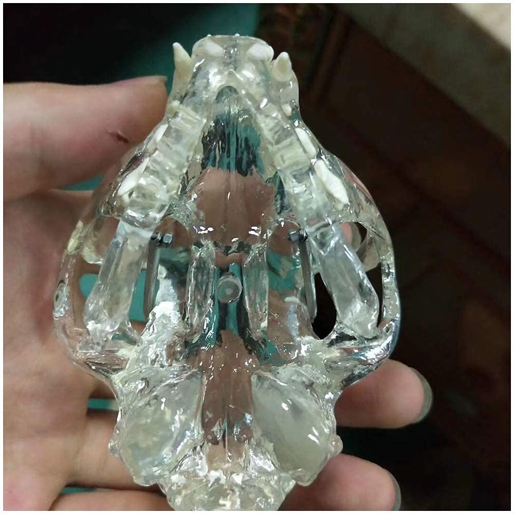 ERNZI Modello Educativo, Teschio di Gatto di Cristallo, Modello Anatomico della Testa del Gatto, Modello Anatomico del Negozio di Animali Domestici, Decorazioni, Modello Medico, Ausili Didattici