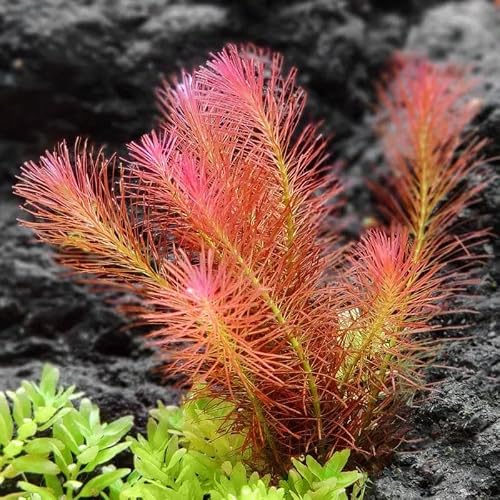 6 Rotala Wallichii Bundle Stem Live Aquarium Plant Planted #TOP3