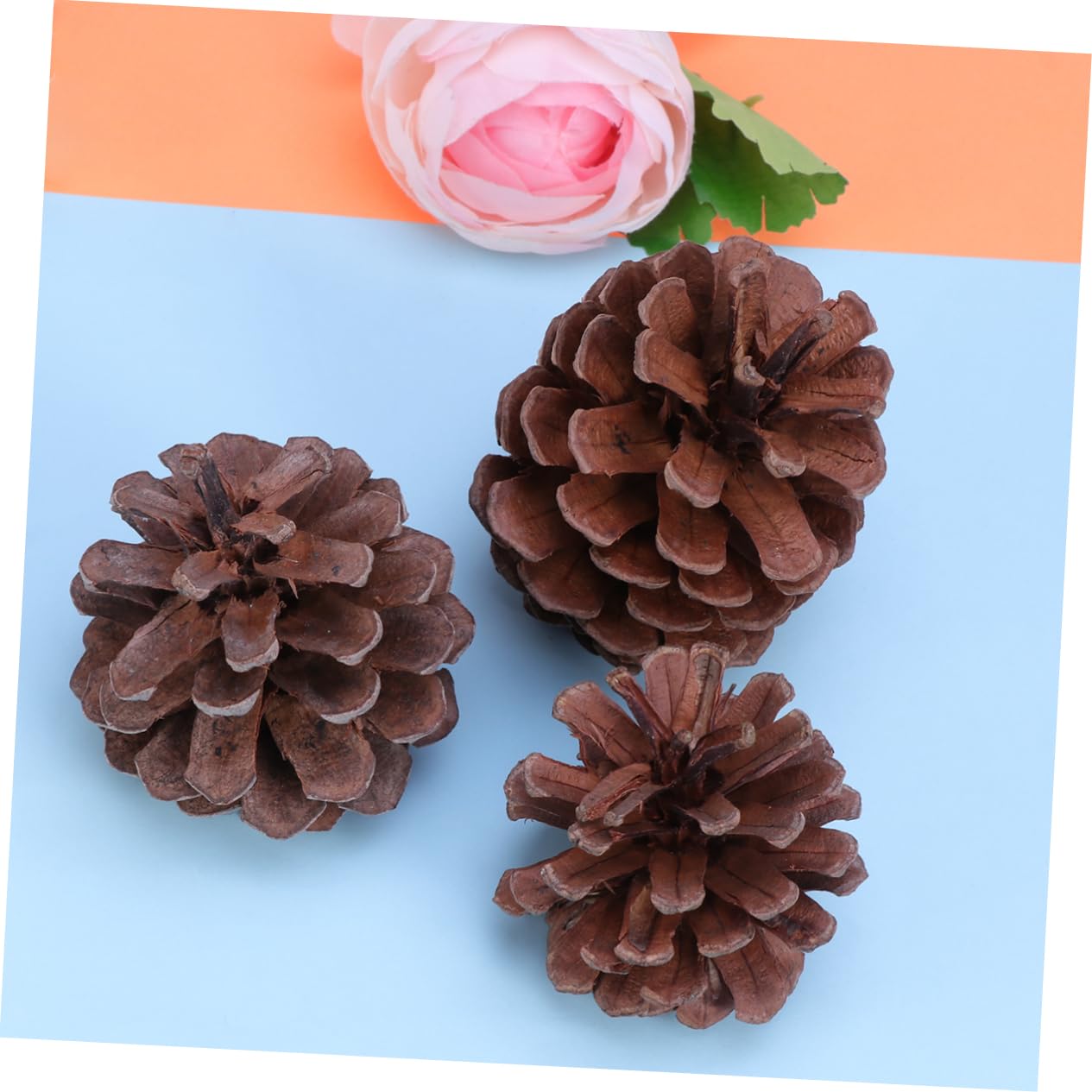 PartyKindom 50 Pezzi Confezione Da Pigne Naturali Per Decorazioni Natalizie Per Albero Di Natale Decorazioni Artigianali Casa Cucina Tavolo Vetrina Ornamenti