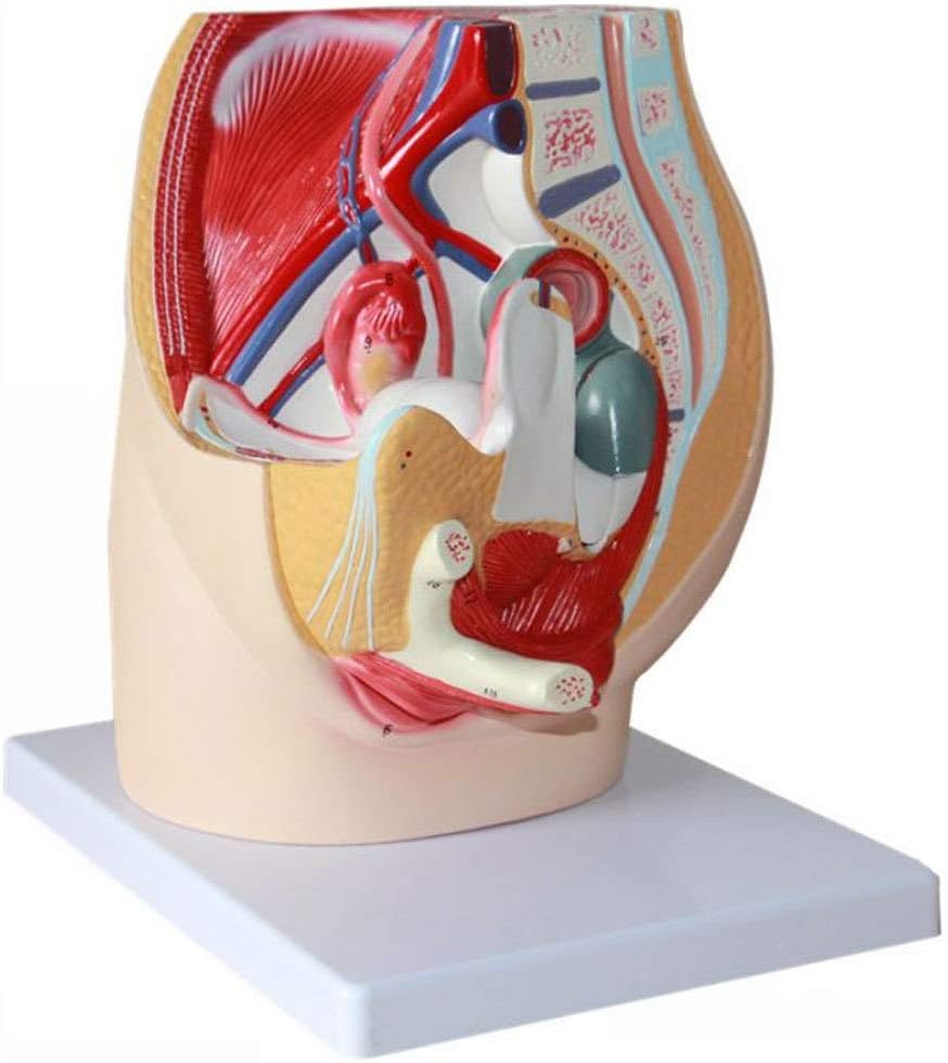 YUANZHOU Modelo De Sección Sagital Pélvica Femenina Modelo De Sistema Urinario Genital Interno Y Externo Femenino para Planificación Familiar para La Enseñanza Médica