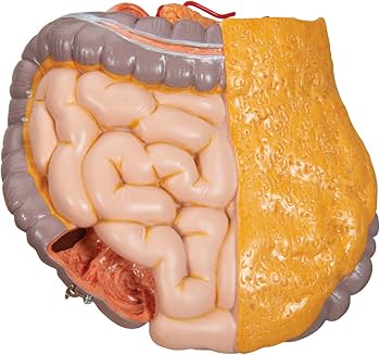 Amazon.co.jp: 脳や鼻腔・口腔も観察できる人体解剖模型，内臓は
