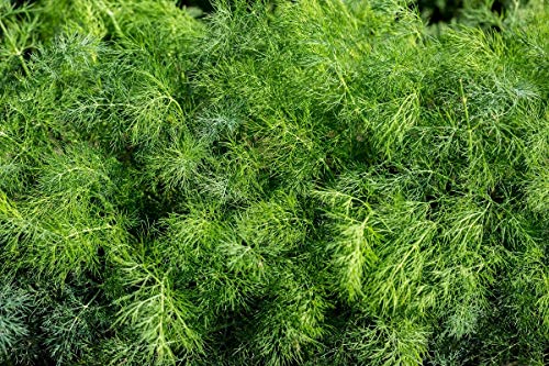 Nika Seeds - Herb Dill Bush Giant 30 Days Green - 2000 Seeds #TOP4