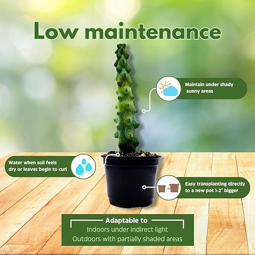 Miniatura 5 de Boobie Cactus, Myrtillocactus Geometrizans Fukurokuryuzinboku, Cactus de tetas, Cactus de mama, Cactus de mama