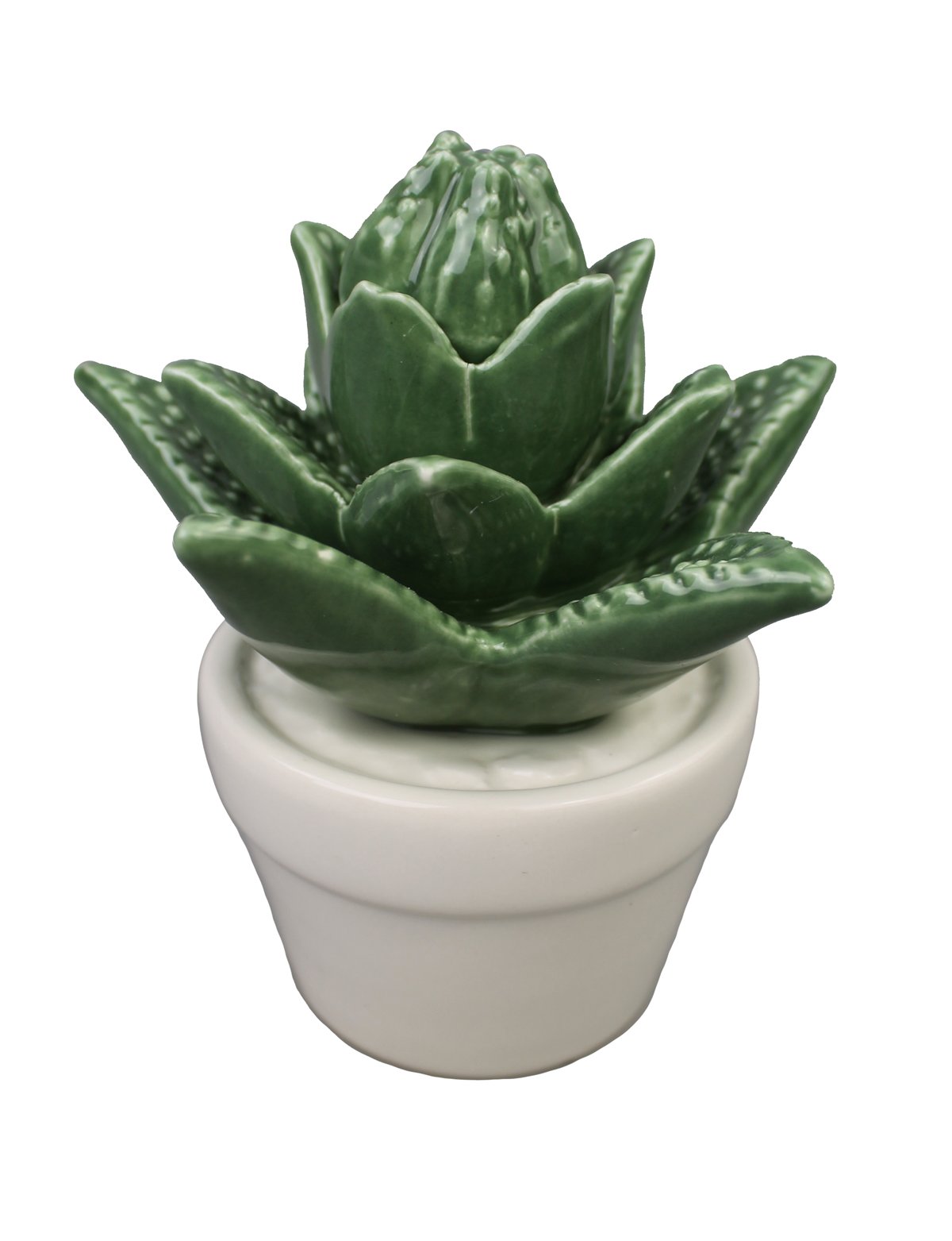 kentia palme wird braun Kentia-Palme - ↕180 cm - Ø24 cm