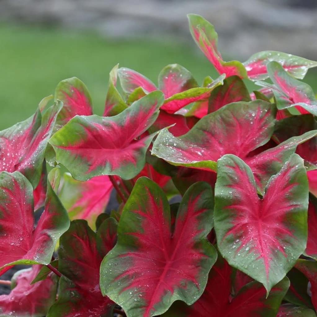 Fancy Caladium Bulbs For Planting 2 Bulbs - Easy & Fast Growing Indoor Or Outdoor Plants Florida Cardinal D76aa724 8e0e 4ec2 9fa7 627253d442f6.194978f9b73a89f30681ce1d8e5bca91 Fancy Caladium Bulbs For Planting 2 Bulbs - Easy & Fast Growing Indoor Or Outdoor Plants Florida Cardinal D76aa724 8e0e 4ec2 9fa7 627253d442f6.194978f9b73a89f30681ce1d8e5bca91
