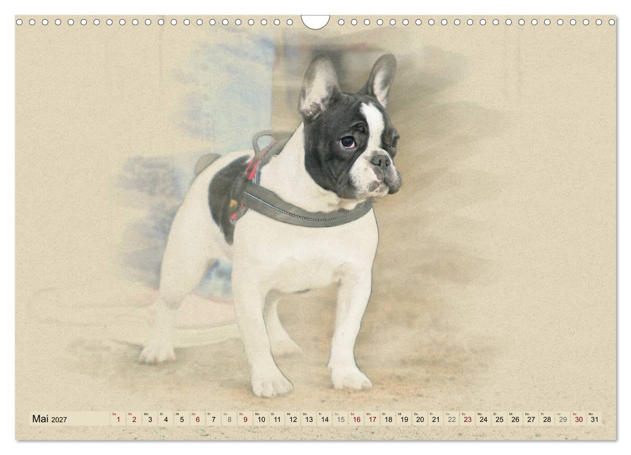 CALVENDO - Französische Bulldoggen 2027 (Wandkalender 2027 DIN A3 quer), Monatskalender: Französische Bulldoggen im kunstvollen Aquarell-Stil. Wer außergewöhnliche Bilder liebt, wird in diesem Kalende