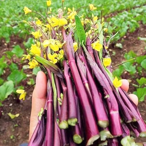 TomorrowSeeds - Hon Tsai Tai Purple Yu Choy Sum Seeds - 3000+ Count - for 2026 Planting Hong Caitai Red Chinese Flowering Cabbage Moss Bok Choi Asian Vegetable Grow Your Own Home Farm Patio Healthy