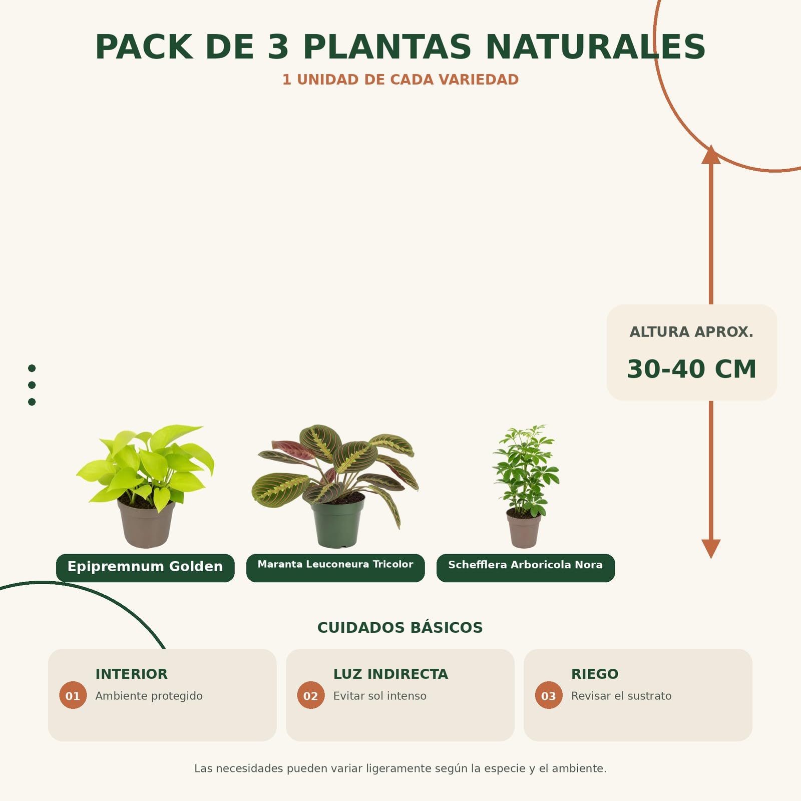 Pack 3 Plantas DECOALIVE: Poto Amarillo, Maranta Tricolor y Cheflera Verde