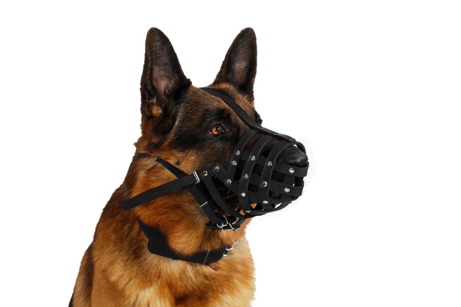 german shepherd with muzzle