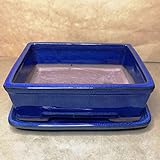 Flores Frescas Online Maceta Bonsái Cerámica Rectangular con Plato, Azul, Verde, Blanca (Azul)