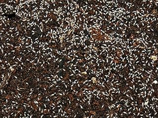 Feeders & more - Tropische Springschwänze Zuchtansatz in 1 Dose 500ml, Futterinsekten Futtertiere für Invertebraten, Haustierbesitzer, Reptilien- und Amphibienhalter, Deutschland, Geschmacklos, 500g product image
