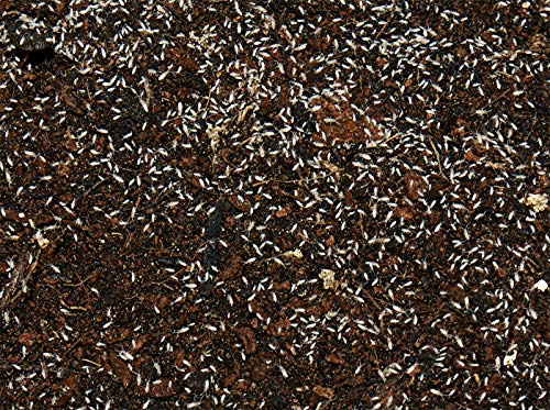 Feeders & More - Tropische Springschwänze lebend 1x 500 ml Dose –...