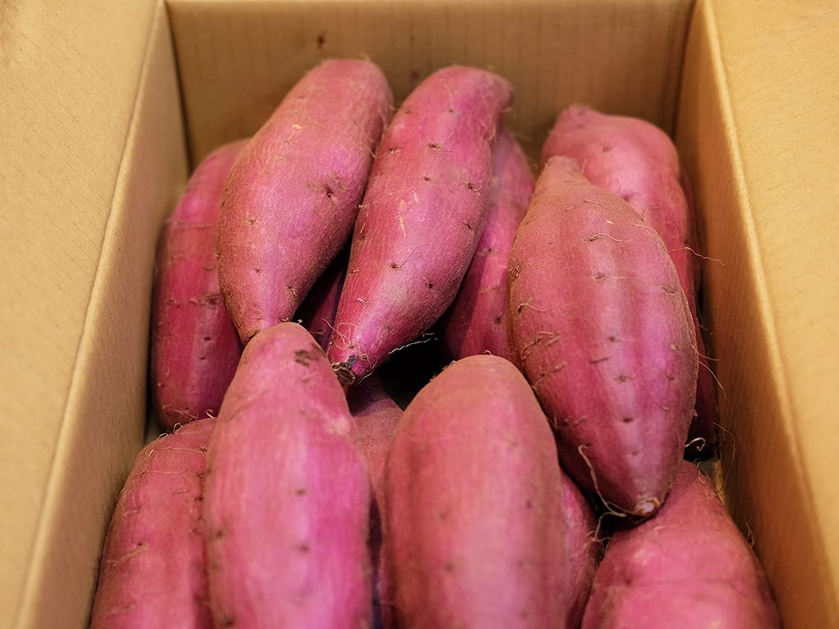 YU　千葉県産　シルクスイート　Ｌサイズ　20Kg①②③④ Amazon.co.jp: 千葉県産（JAかとり）さつまいも シルクスイート 秀品 L