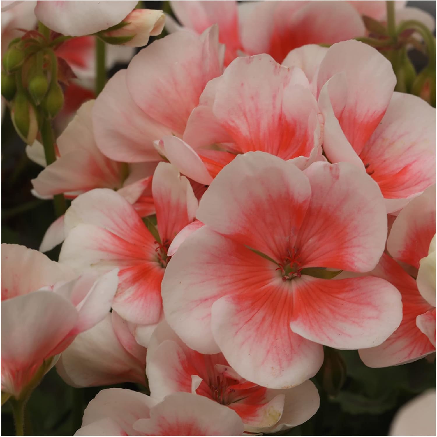 Upright Geranium Salmon Queen 6 Starter PlantsGeraniums .Fantastic
