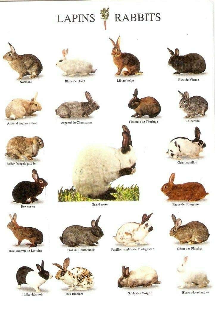 193754 Breeds of Rabbits Decor Wall Poster Print Metal Tin Sign Captain Pirate Bar Pub Man Parking Cave Kitchen Plaque Party Friendship Gift 8x12inch Plaque