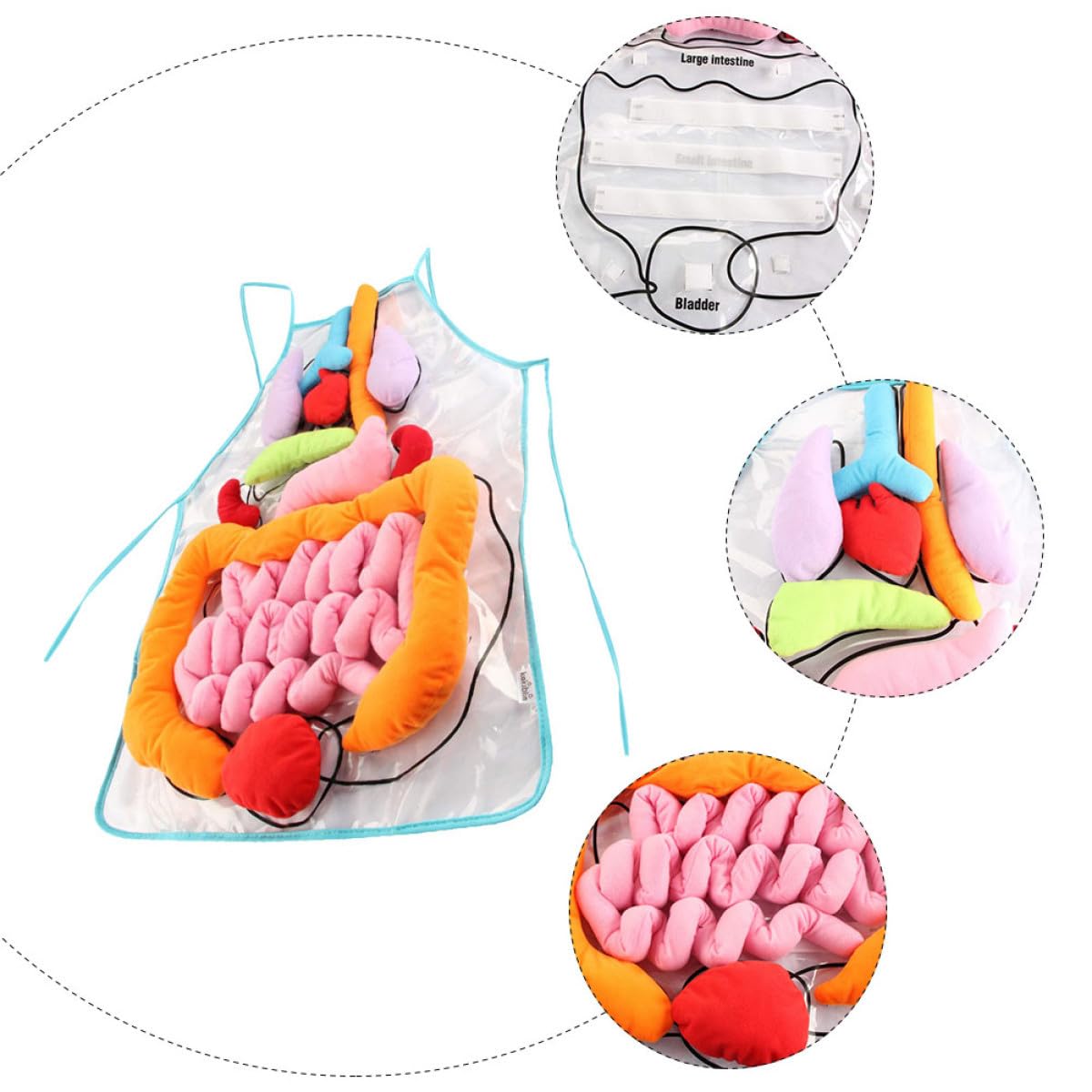 Delantal de Anatomía para Niños 1 Juego de Poliéster, Material Didáctico