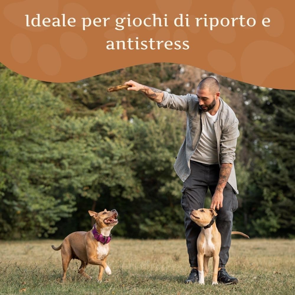 Wildfang® Bastone da Masticare in Legno d'Olivo per Cani - Giocattolo Naturale per Cuccioli, Teething Toy, Ossa in Legno per Cani, Chew Stick Resistente, Giocattolo per Tutti i - Set of 3 (Small)
