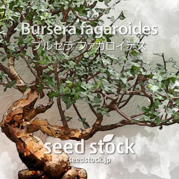 Amazon.co.jp: ブルセラの種子 ファガロイデス Bursera fagaroides 100