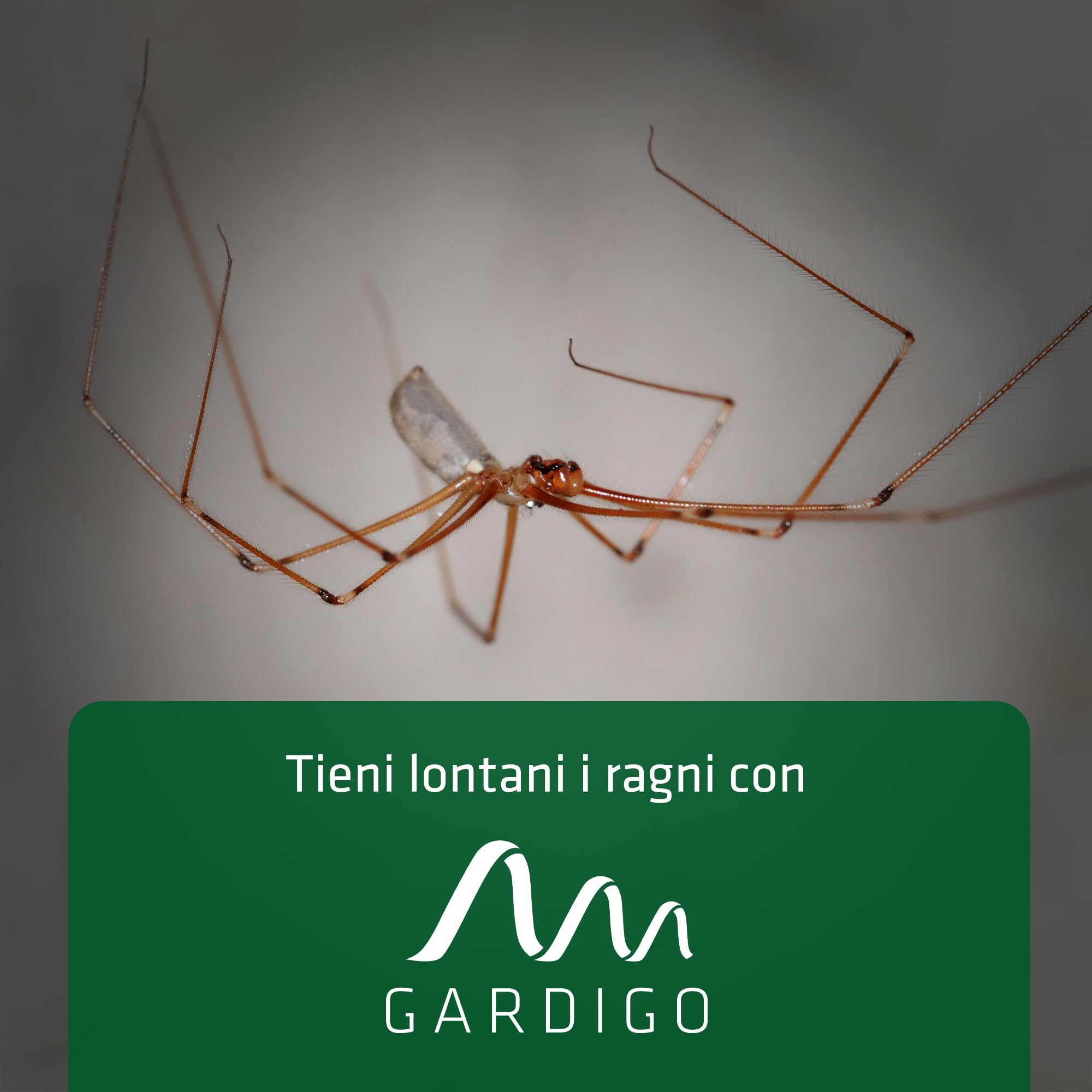 GARDIGO® Repellente Ragni a Ultrasuoni - 2 Pezzi | Insetticida Anti Ragni e Ragnatele da Interno | 25m² | 27 kHz | Dissuasori Contro Ragni | Antiparassitario