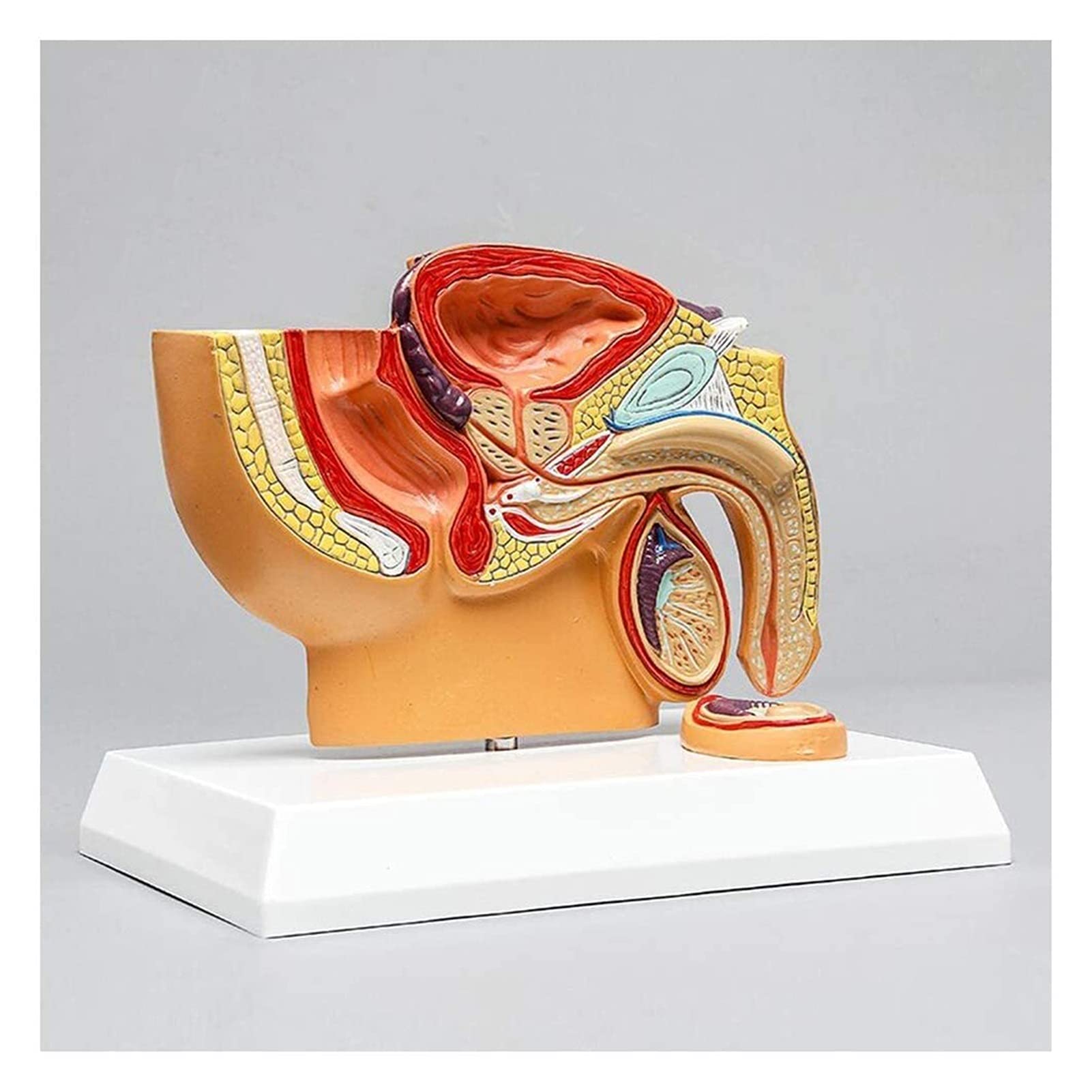 GTHTUHFD Male Pelvis Model Prostate Anatomy Model Male Pelvis Prostatic Hyperplasia Human Replica