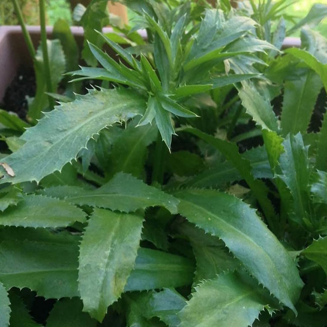 See full amazon price history chart for Nursery Live Rare Mexican Coriander Medicinal Herb Plant (Eryngium foetidum, African Malli) Exotic 1 Live Medicinal Plant Nursery Live Rare Mexican Coriander Medicinal Herb Plant (Eryngium foetidum, African Malli) Exotic 1 Live Medicinal Plant (B09BRFZM38) Amazon Price History, Amazon Price Tracker