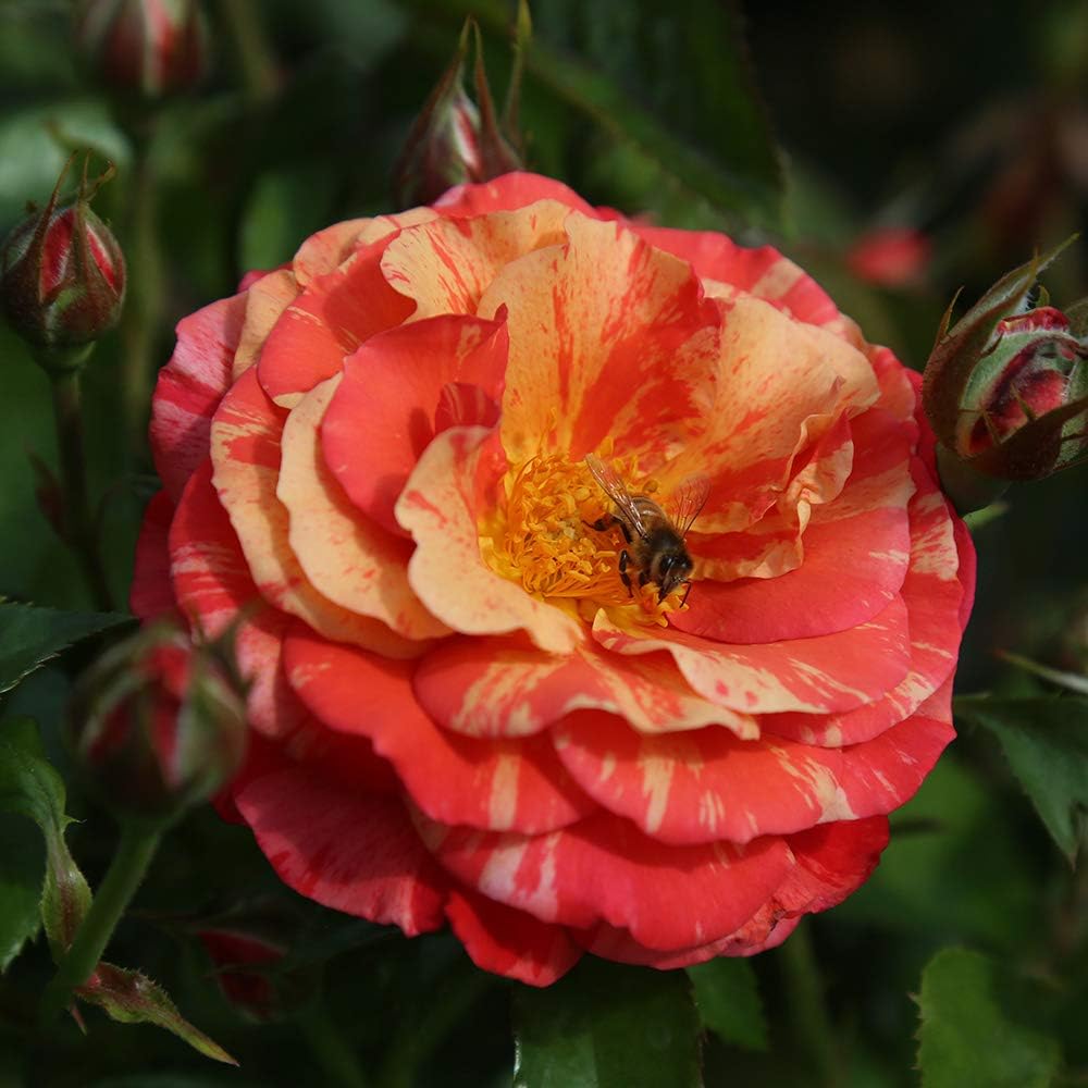 Heirloom Floribunda Roses, Live Own Root Plant for Outdoor Garden, Frida Kahlo™, Lightly Fragrant, Hardiness Zones: 4-10, Continual Blooming