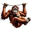 Orangutan