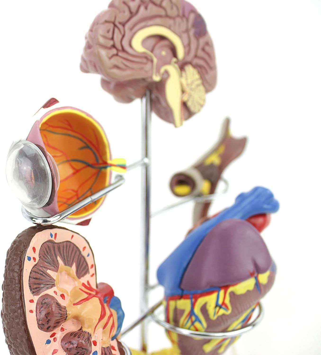 Zestaw modeli cukrzycy do edukacji - anatomia człowieka i fizjologia, replika komunikacji lekarz-pacjent, 8 sztuk