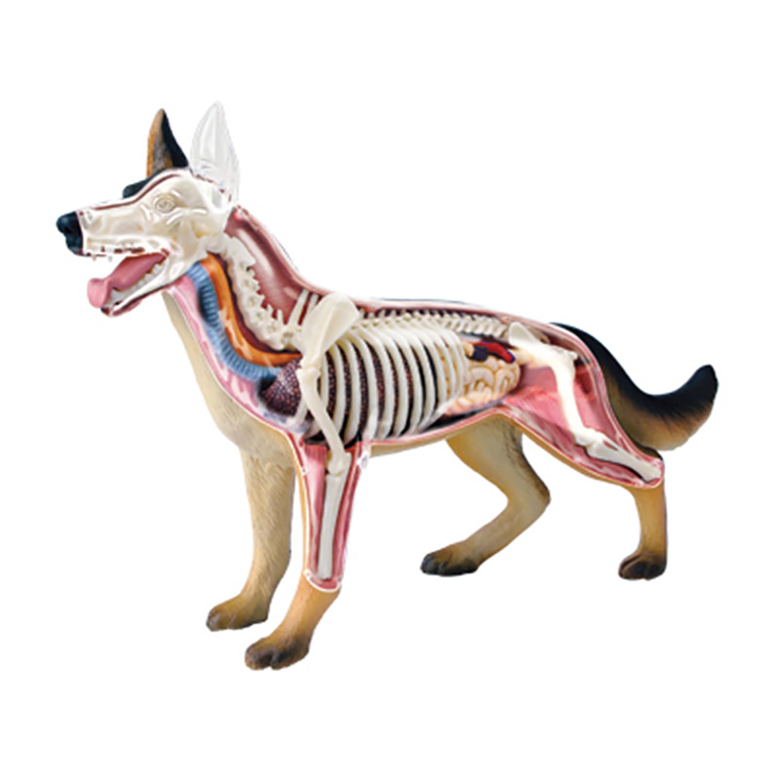 4D Dog Anatomy Model,Dog Canine Skeleton, Animal Skeleton Specimen, Detachable Biology, 29 Parts For Animal Teaching Demonstration