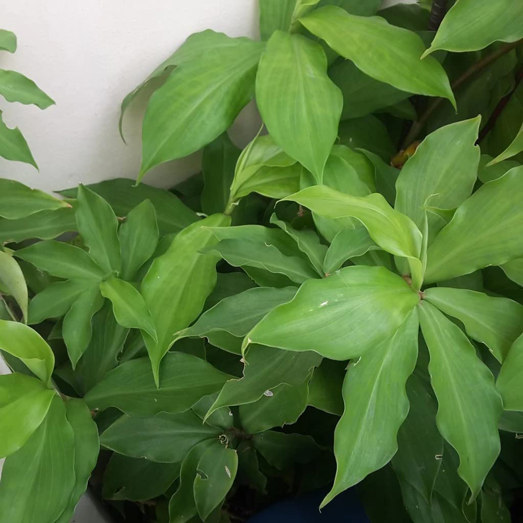 Cloud Farm Live Insulin Plant/Costus Igneus Plant For Diabetes Treatment CF-54 (B0BDGMK4XW) Amazon Price History, Amazon Price Tracker