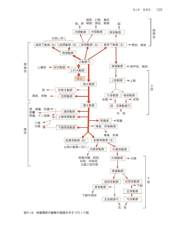 医療専門書セット 解剖学 生理学 東洋医学 41jSO8DPSDL.jpg