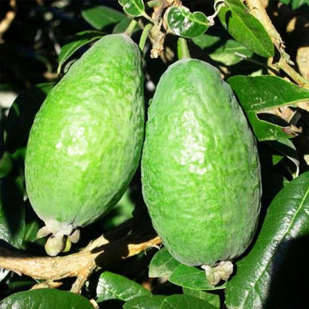 フェイジョア アポロ ③ 【公式通販】