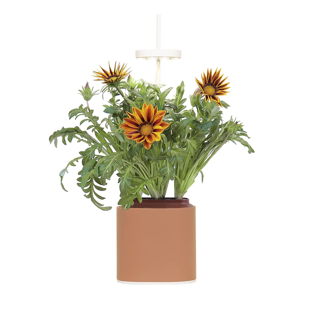 Nano Indoor-Garten Prêt à Pousser terracota pour cultiver sans balcon