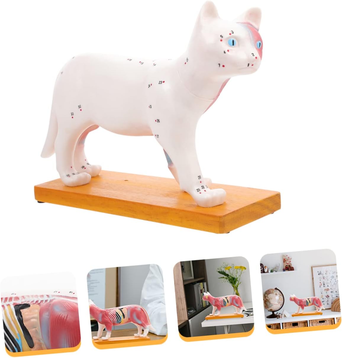 Cat Acupuncture Model 3D Veterinary Teaching Anatomy Model for Cats Detailed Muscular Structure for Veterinary Clinics and Education