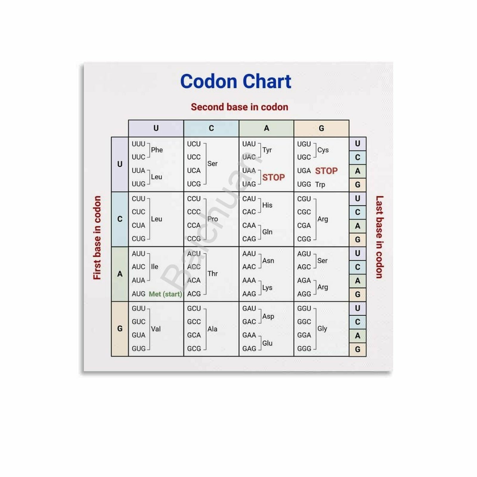 Genetic Code Chart: Amino Acids Reference Wall-Art for Study, Office and Library(Unframed,08x12inch(20x30cm))
