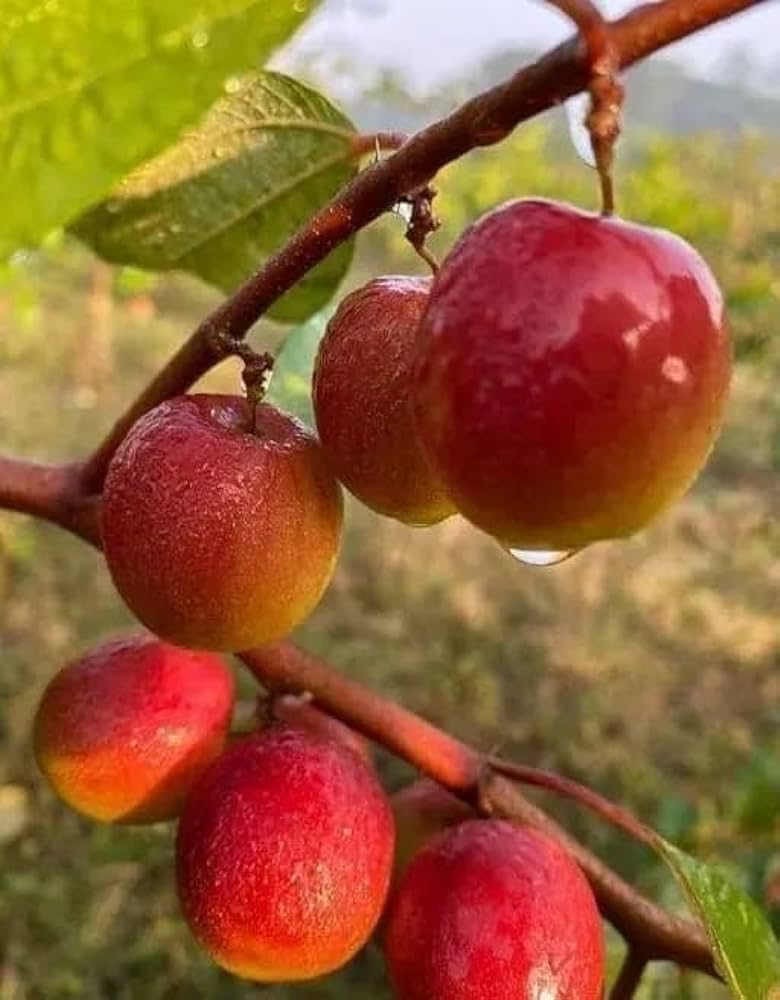 Grafted Red Apple Ber Plant, Red Kashmiri Apple Ber Plant Fruit in 2 Months (B0D6WG6FYF) Amazon Price History, Amazon Price Tracker