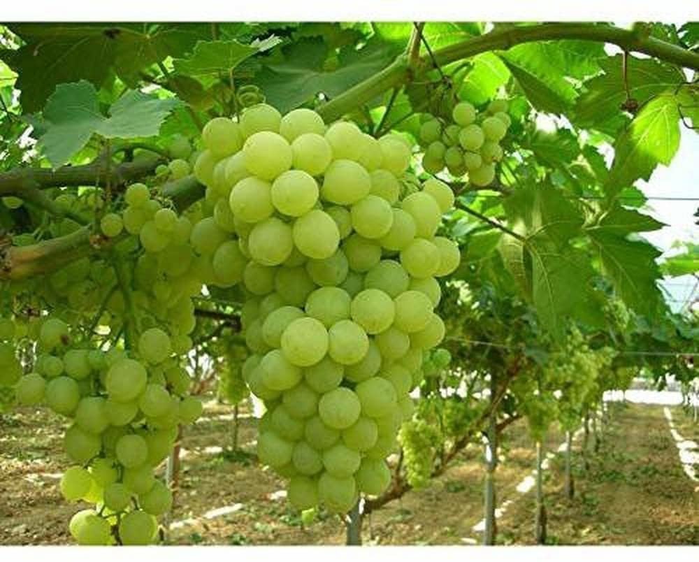 Grape plant for planting (pack of 1)