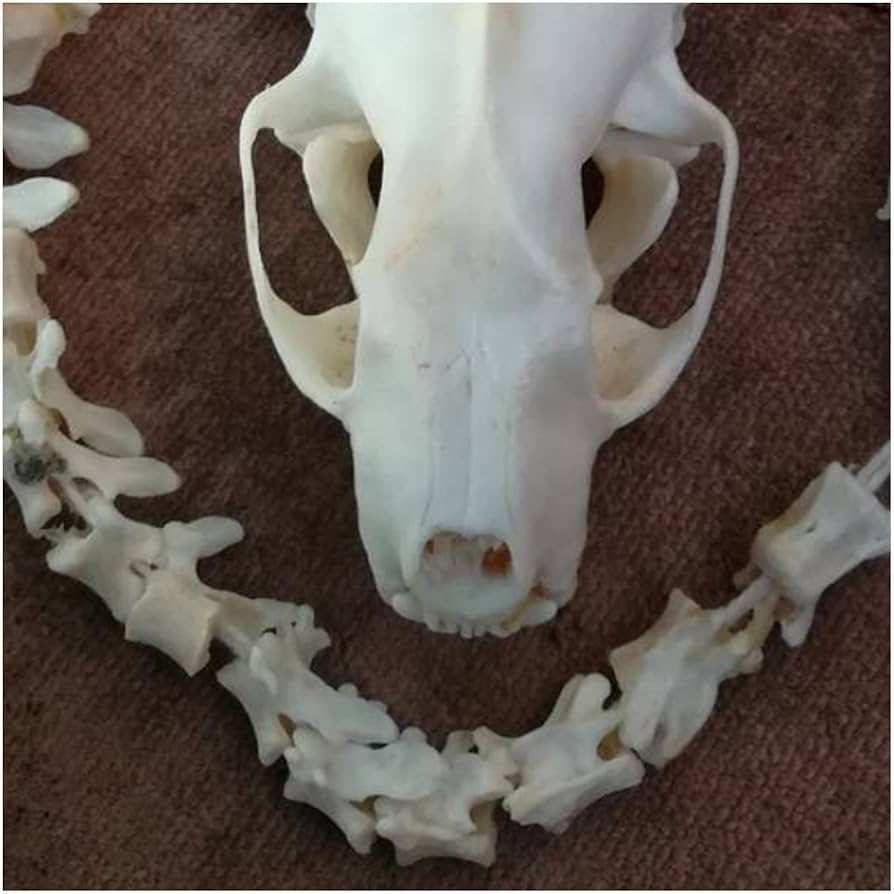 ミンク 標本 頭骨 Amazon.co.jp: ミンクの頭蓋骨モデル - 1:1 実物大の動物の