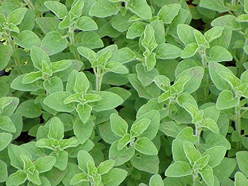 Origanum vulgare Origan 250 graines